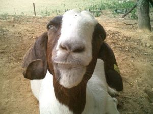 Picture of a goat